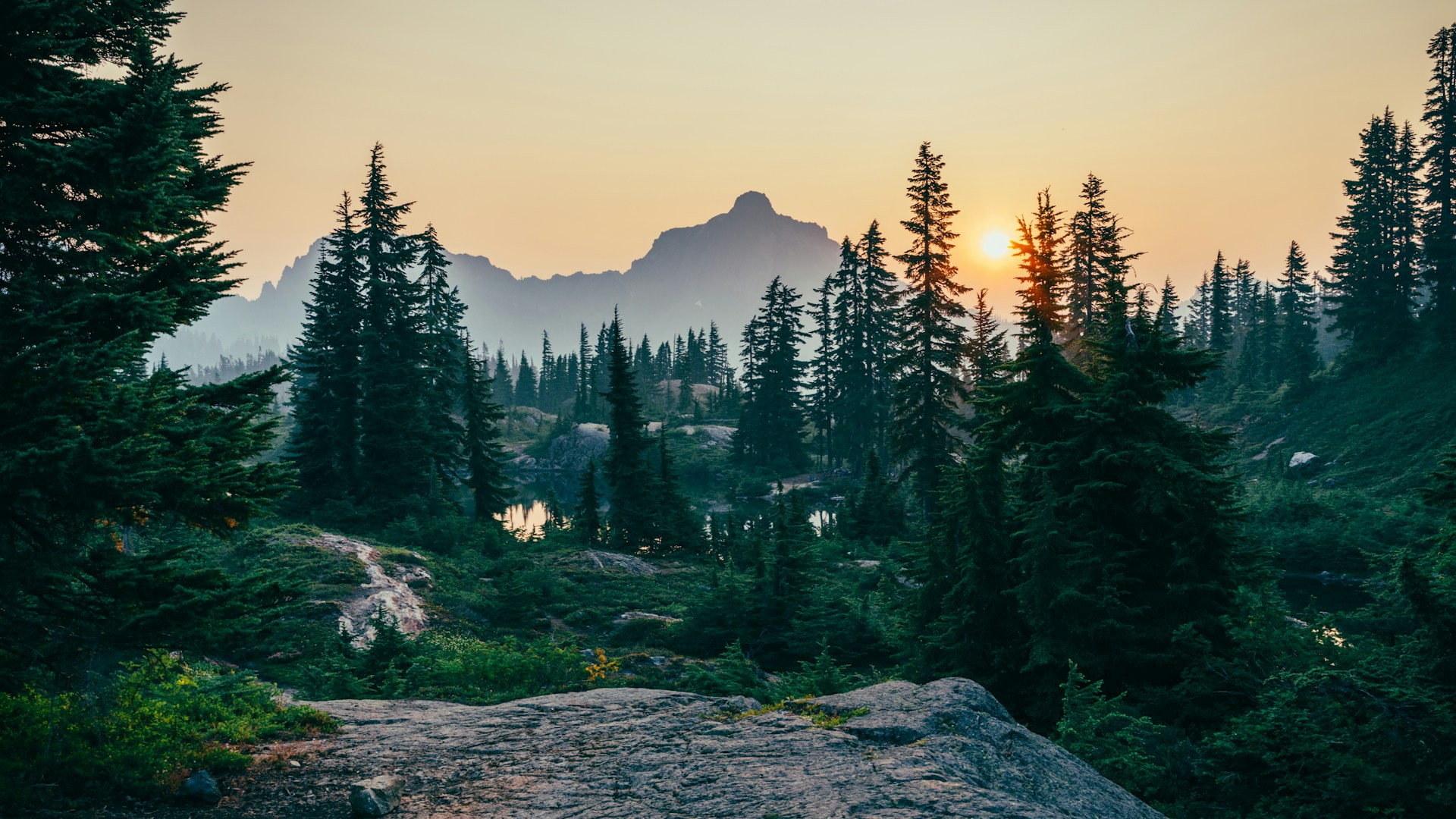Misty forest at dawn